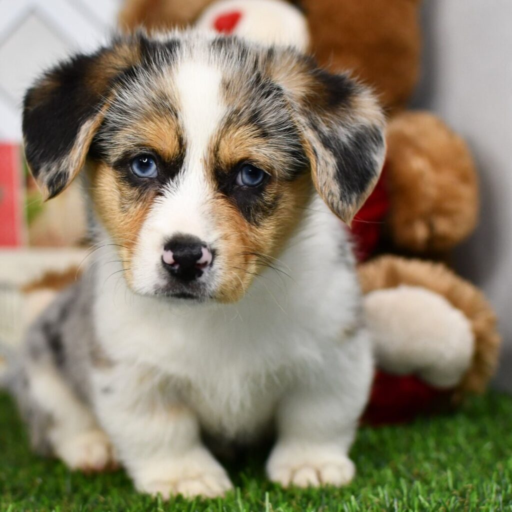Breeding Welsh Corgis