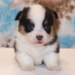 Adorable Pembroke Welsh Corgi for Rehoming