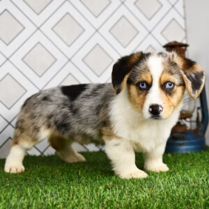 Blue Merle Pembroke Welsh Corgi Puppy for Rehoming USA