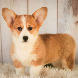 Pembroke Welsh Corgi Puppy Ready For a new Home in USA