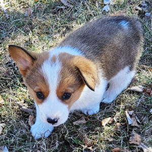 Buy Pembroke Welsh Corgi Puppy USA