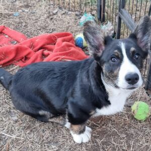 pembroke welsh corgis with tails