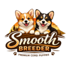 corgi puppies for sale in Ohio