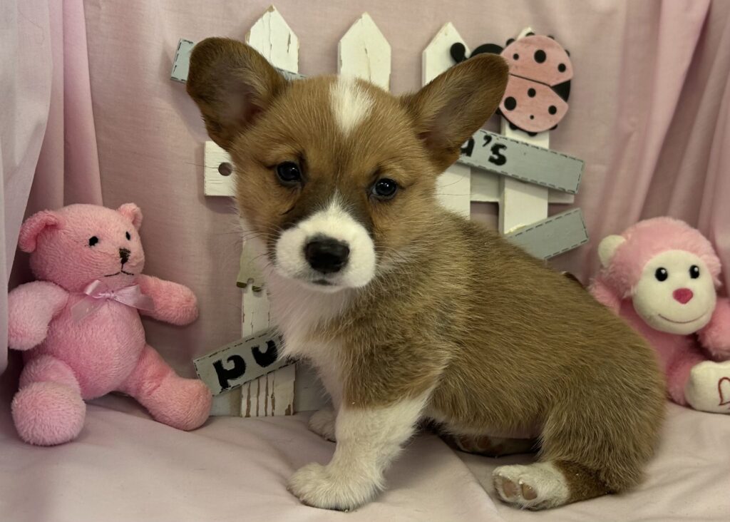 corgi puppies for sale in Ohio