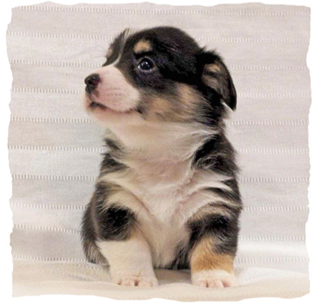 corgi puppies for sale in Ohio